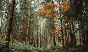 pexels-photo-29043784-29043784 A tranquil forest path lined with towering trees and autumn leaves in Seattle, Washington.